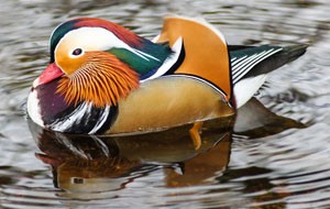 Нугас (Мандир уранхажин)